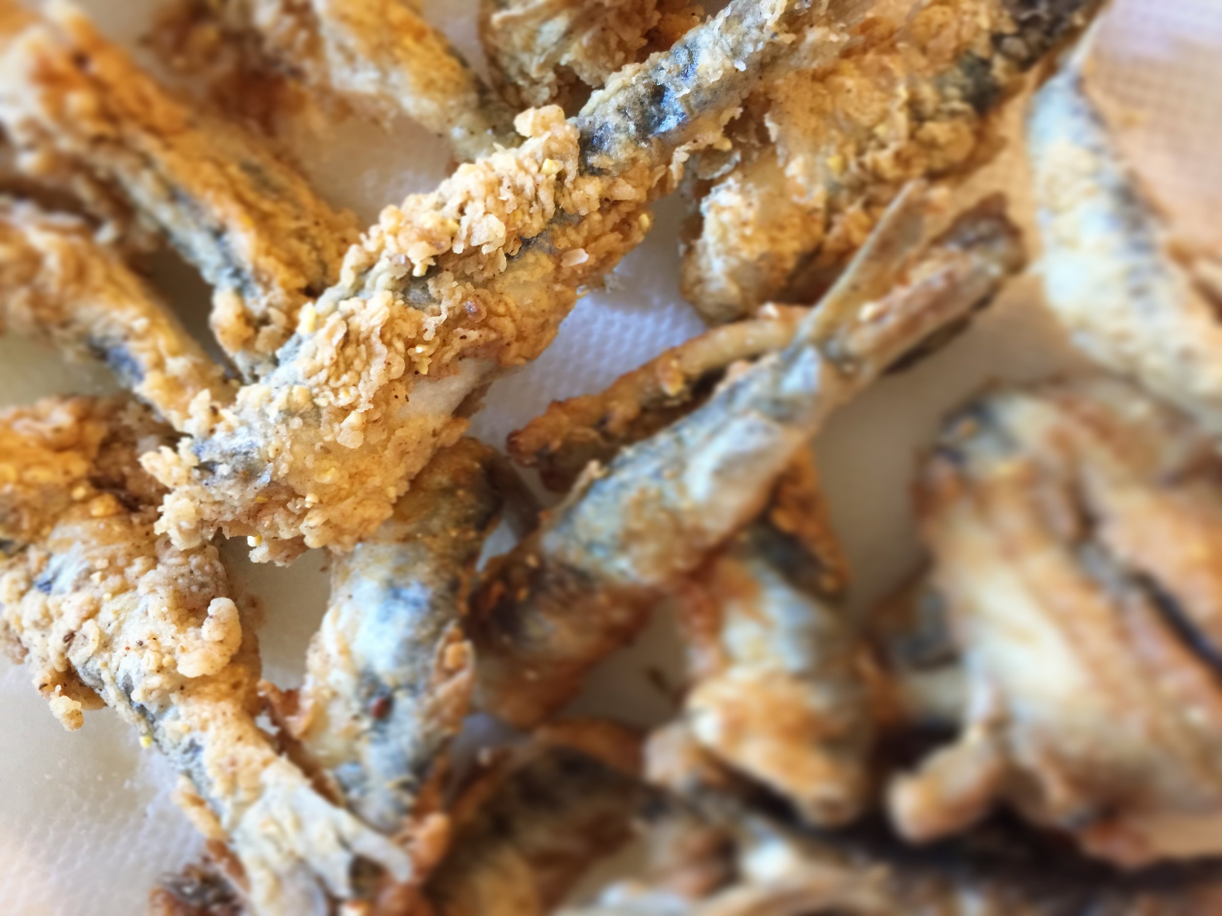 Northern Anchovy California Sea Grant